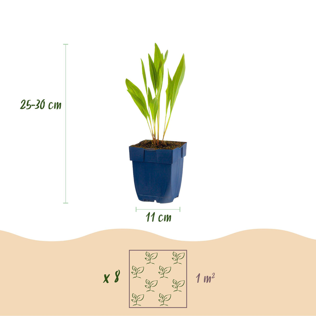 Borderpakket - Bijen en Vlinderlokkend - 8 Vaste planten - 1 m2 - Diversen kleuren - Weinig Onderhoud - Pot 11cm