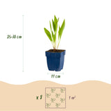 Borderpakket - Bijen en Vlinderlokkend - 8 Vaste planten - 1 m2 - Diversen kleuren - Weinig Onderhoud - Pot 11cm