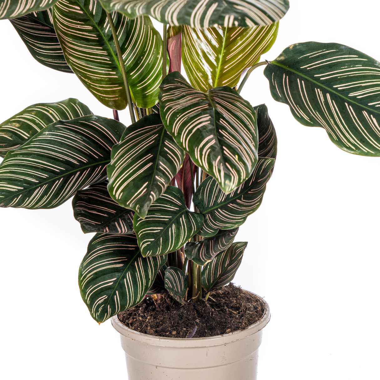 Slaapplant / Calathea ornata – ↕45cm – ⌀17cm