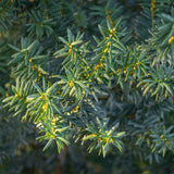 Haagplanten - Taxus media Hilii - blad groen - 6 planten - 1 strekkende meter - groenblijvend - pot 17cm hoogte 60cm
