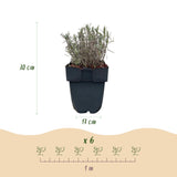 Green boutiQ - Haagplanten - Lavandula angustifolia Hidcote -  blad grijs - 6 planten - 1 strekkende meter - groenblijvend - pot 17cm hoogte 30cm