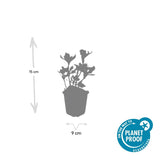 60x Pachysandra term. 'Variegata' - ↕10-25cm - Ø9cm