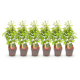 Green boutiQ - Haagplanten - Carpinus betulus -  blad groen - 6 planten - 1 strekkende meter - bladverliezend - pot 17cm hoogte 55cm
