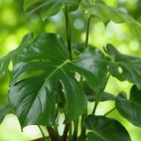 Monstera Deliciosa - Gatenplant - Weinig onderhoud - Groen - 1 Plant - met Potter Wit - Pot 21cm - Hoogte 70-80cm