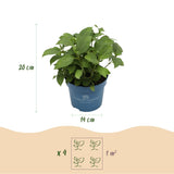 Green boutiQ - Tuinplant - Hydrangea Endles Summer The Bride - Hortensia - Winterhard - Wit - 4 Planten - Pot 14cm - Hoogte 20-25cm