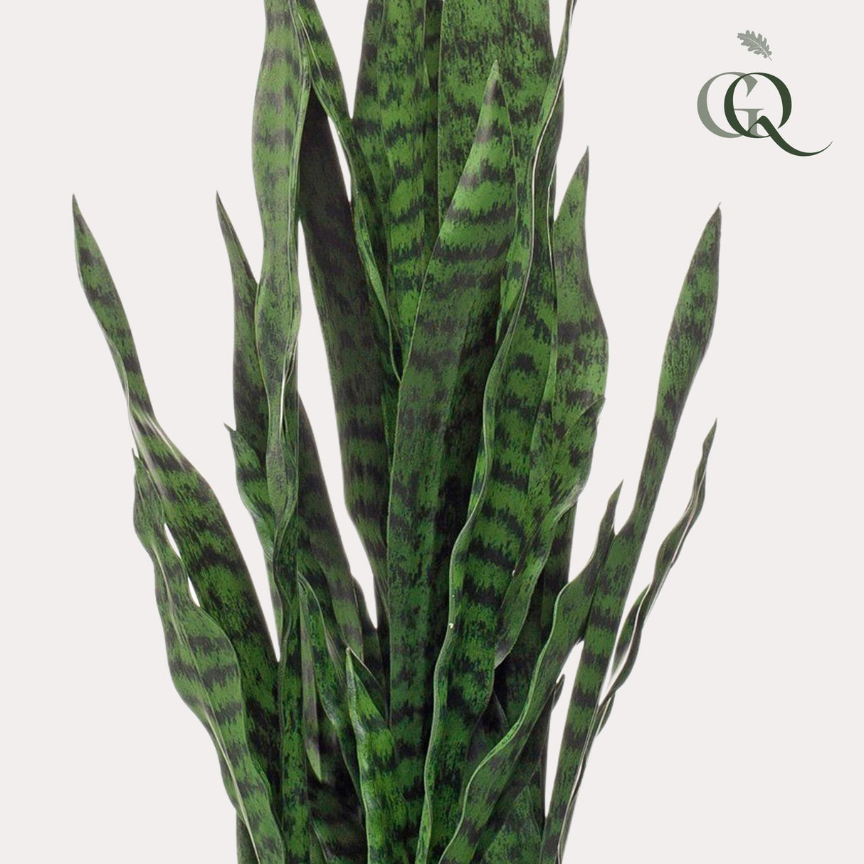 Plante artificielle - Sansevieria black coral - Langue de belle-mère - 97 cm