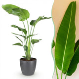 Strelitzia Nicolai - Paradijsvogelbloem - Weinig onderhoud - Groen - 1 Plant - met Potter Grijs - Pot 21cm - Hoogte 110-120cm