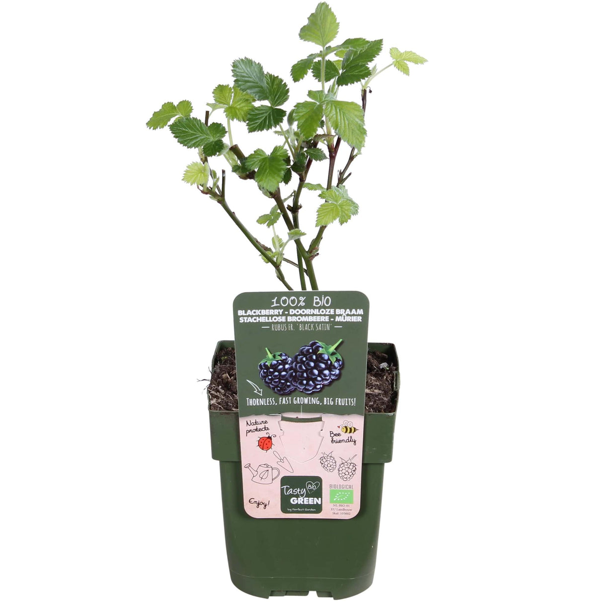 Rubus fruticosus 'Black Satin' - Doornloze Braam - ↕45cm - Ø13cm