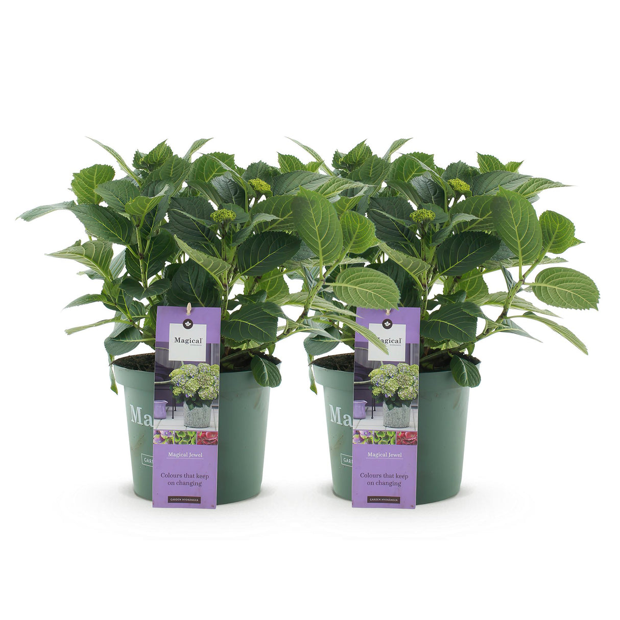 Hortensia - Hydrangea Magical Jewel Blue - Blauw - 6-10 Bloemen - 2 Planten - Pot 23cm Hoogte 55cm