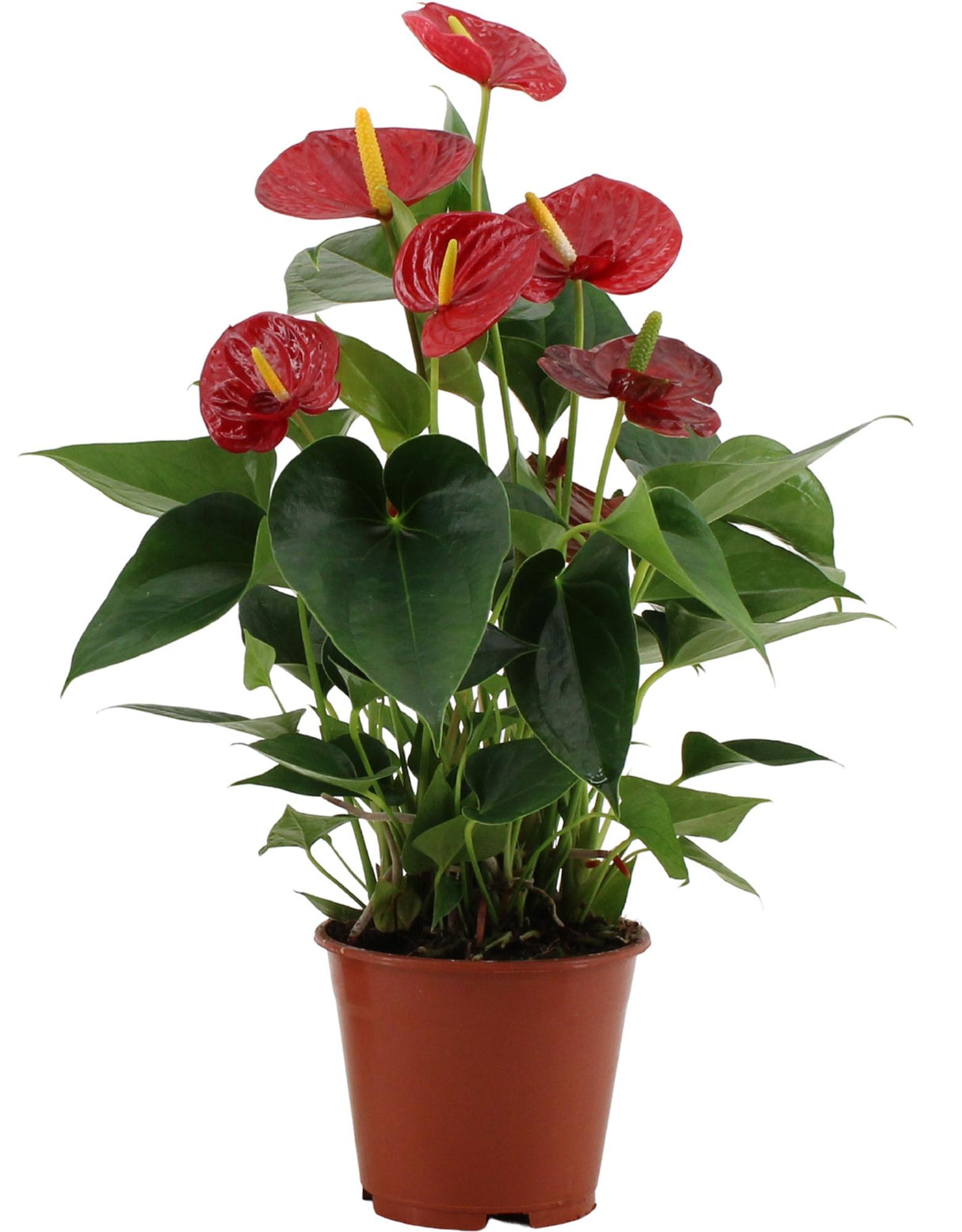 Flamingoplant / Anthurium – ↕43cm – ⌀14cm