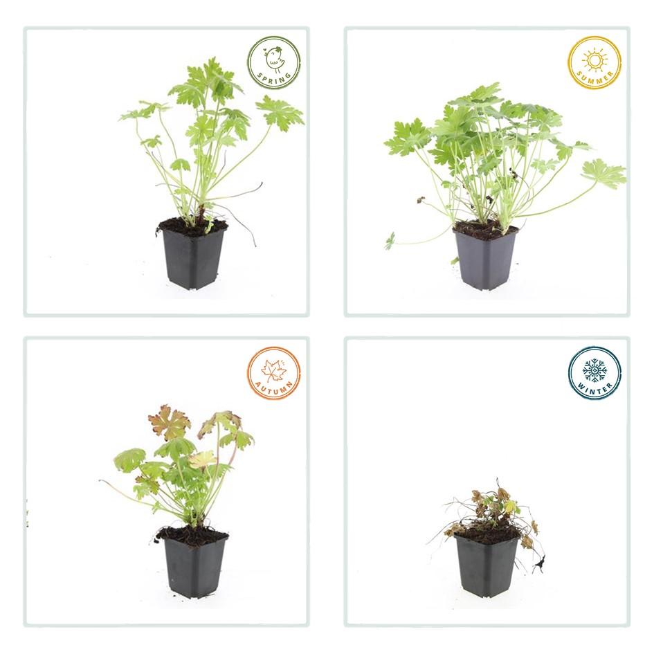 48x Geranium macrorrhizum - ↕10-25cm - Ø9cm