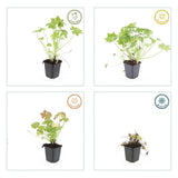 48x Geranium macrorrhizum - ↕10-25cm - Ø9cm