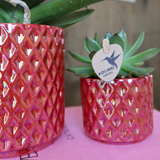 Kolibri Orchids | rode phalaenopsis orchidee Congo + Diamond Pearl Pot rood - potmaat Ø9cm | bloeiende kamerplant - vers van de kweker