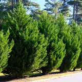 Green boutiQ - Haagplanten - Cupressocyparis leylandii - blad groen - 8 planten - 1 strekkende meter - groenblijvend - pot 9cm hoogte 35-40cm