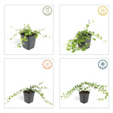 48x Vinca minor 'La Grave' - ↕10-25cm - Ø9cm