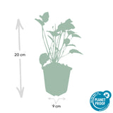 24x Persicaria amplexicaulis - ↕10-25cm - Ø9cm