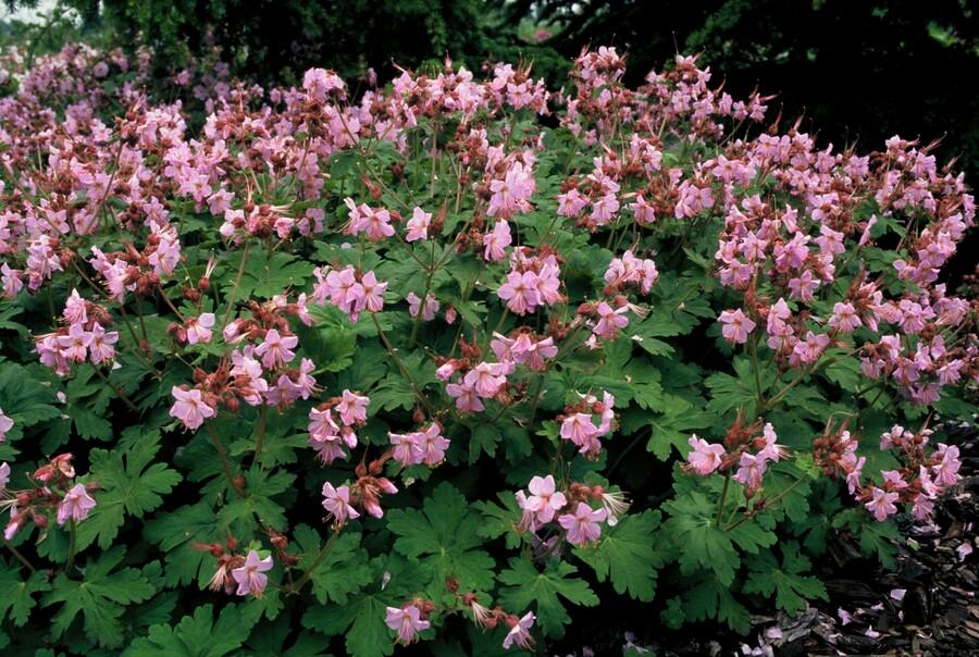 60x Geranium macr. 'Ingwersen's Var.' - ↕10-25cm - Ø9cm