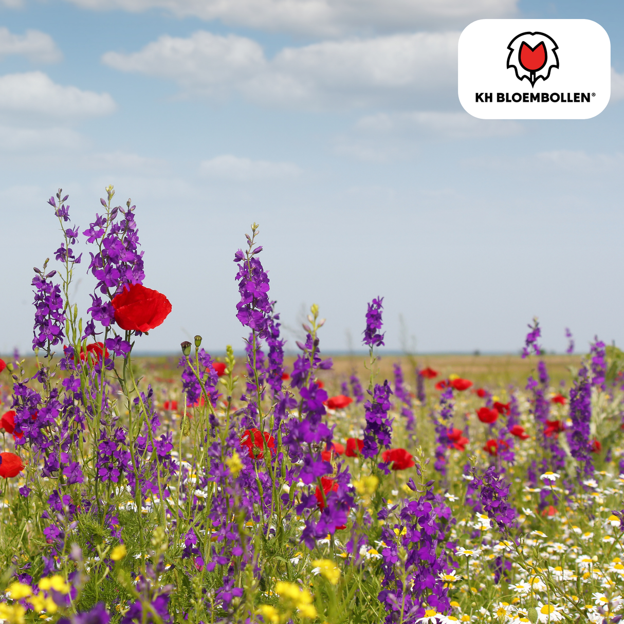 Wildblumensamen-Mischung – 100 Gramm | Gut für Bienen, Schmetterlinge & Biodiversität | ± 30–50 m²