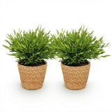 Bamusa Pogonatherum Monica - Bamboegras - Huisdiervriendelijke Plant - Groen - 2 Planten - met Mand - Pot 12cm - Hoogte 20cm