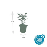 24x Agastache 'Blue Fortune' - ↕10-25cm - Ø9cm