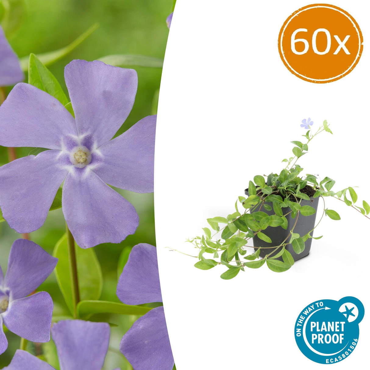 60x Vinca minor 'La Grave' - ↕10-25cm - Ø9cm