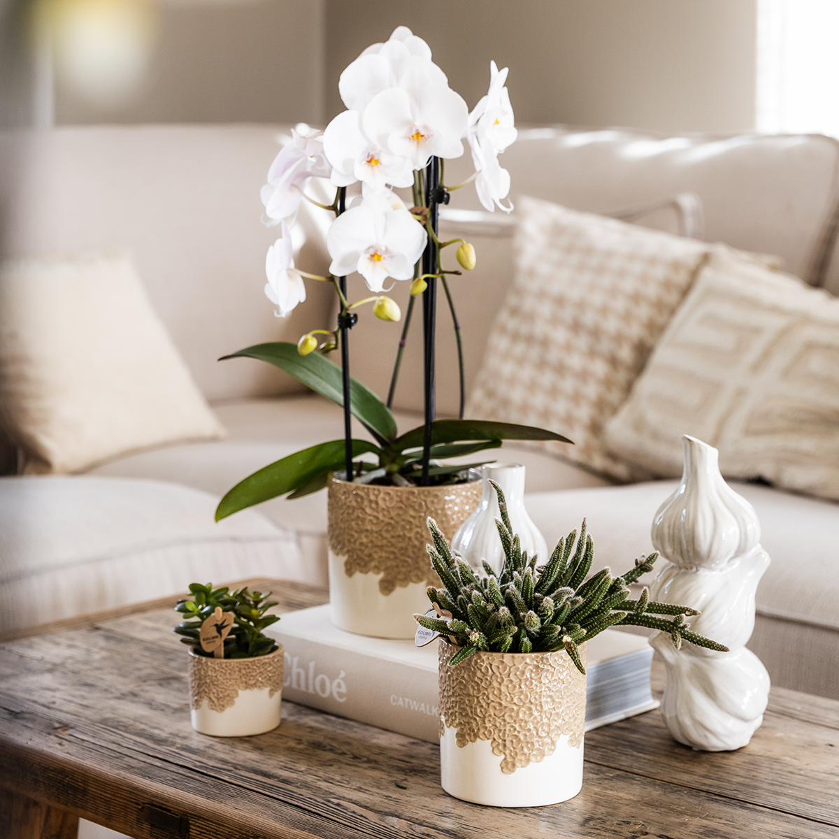 Plantenset Bloom Sand | Witte Niagara Falls orchidee 12cm + groene planten incl. Bloom Sand sierpotten