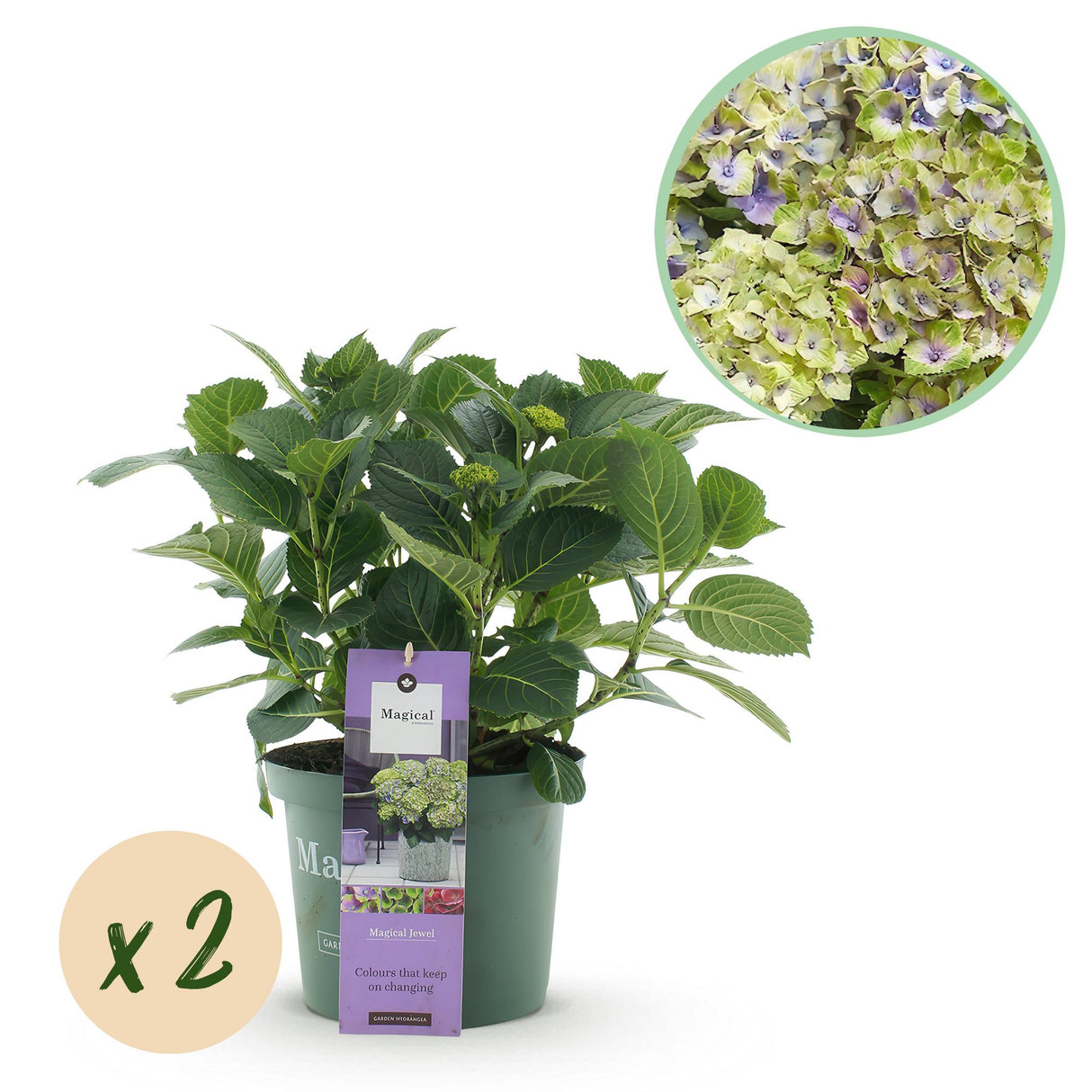 Hortensia - Hydrangea Magical Jewel Blue - Blauw - 6-10 Bloemen - 2 Planten - Pot 23cm Hoogte 55cm