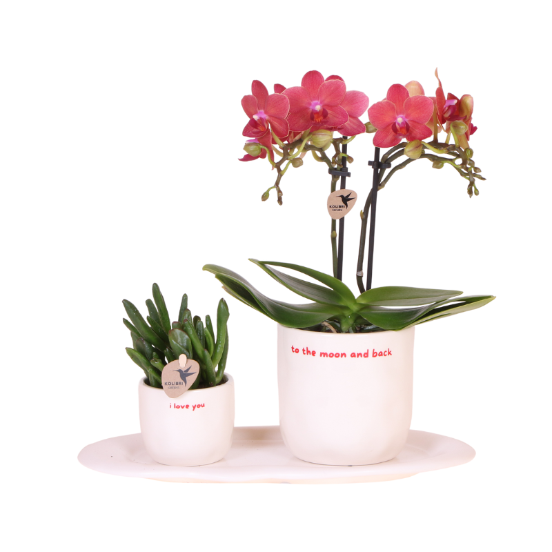Gift set 'love you' | Rode Phalaenopsis orchidee Congo met groene plant in Love sierpotten op Cloud plate