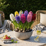 Green boutiQ - Bloembollen - Hyacinth mix - Diversen Kleuren - 10 stuks - Bolmaat 14/15 - XXL Pack