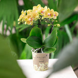 Kolibri Orchids | Gele orchidee Lima + Malaga sierpot licht oranje - potmaat Ø9cm | bloeiende kamerplant - vers van de kweker