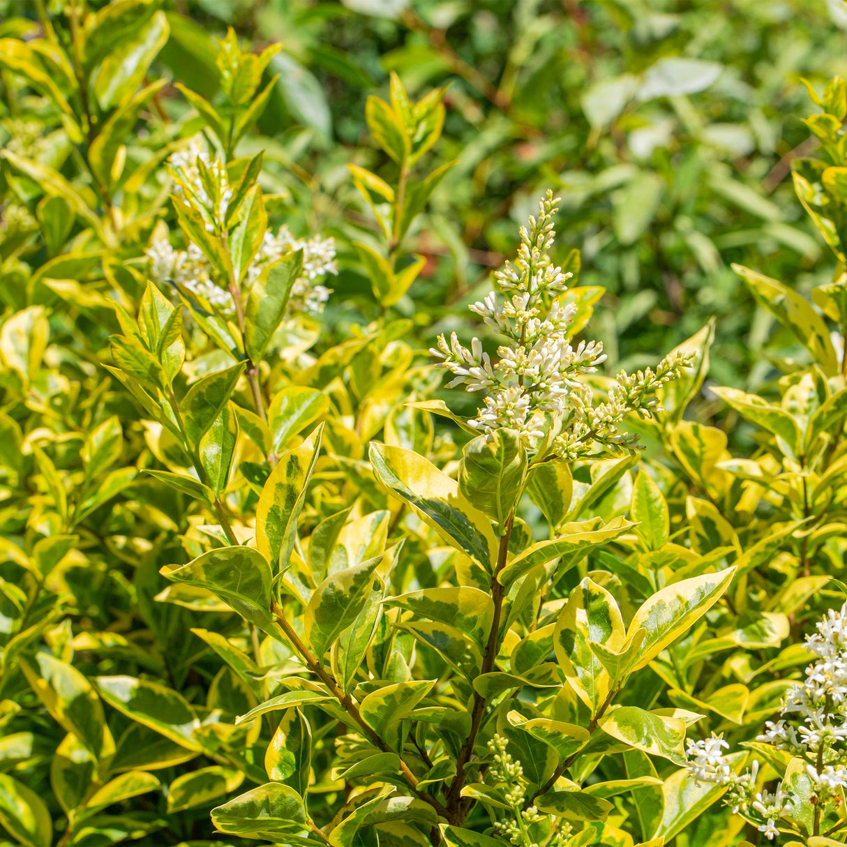 Green boutiQ - Haagplanten - Ligustrum ovalifolium Aureum - blad geel groen - 8 planten - 1 strekkende meter - groenblijvend - pot  9cm hoogte 35-40cm
