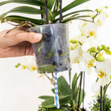 Kolibri Orchids | witte plantenset in Reed Basket incl. waterreservoir | drie witte orchideeën Lausanne 9cm en drie groene planten | Jungle Bouquet wit met zelfvoorzienend waterreservoir