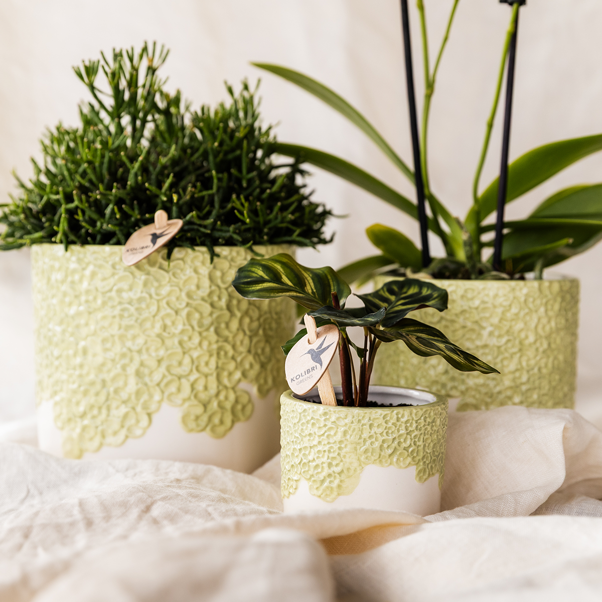 Plantenset Bloom Green | Gele Albenga orchidee 9cm + groene planten incl. sierpotten