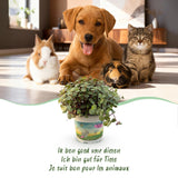 Calissia repens - Kattengras - Huisdiervriendelijk - Groen - 2 Planten - met Potter Grijs - Pot 12cm - Hoogte 17-20cm