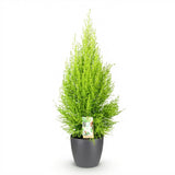 Cupressus Gold Crest Wilma - Kamer conifeer - Weinig onderhoud - Groen - met Potter Grijs - Pot 21cm - Hoogte 85-95cm