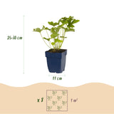 Borderpakket - Schaduw - 8 Vaste planten - 1 m2 - Diversen kleuren - Weinig Onderhoud - Pot 11cm