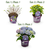 Hortensia - Hydrangea Forever & Ever - Blauw - 7-12 Bloemen - 2 Planten - Pot 23cm Hoogte 55cm