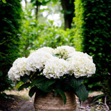 Hortensia - Hydrangea Forever & Ever - Wit - 7-12 Bloemen - Pot 23cm Hoogte 55cm