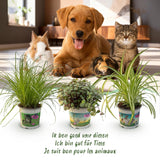 Cyperus - Calissia - Chlorophytum - Mix van 3 - Huisdiervriendelijke Planten - Groen - 3 Planten - met Potter Grijs - Pot 12cm - Hoogte 20cm