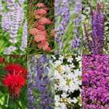 Borderpakket - Geurend - 24 Vaste planten - 3 m2 - Diversen kleuren - Weinig Onderhoud - Pot 11cm