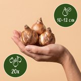 20x Narcissus Replete - Dubbele narcis Replete - Wit en Oranje - Voorjaarsbloeier - Bolmaat 10/12