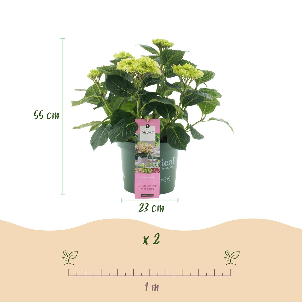 Hortensia - Hydrangea Magical Jewel Pink - Roze - 6-10 Bloemen - 2 Planten - Pot 23cm Hoogte 55cm