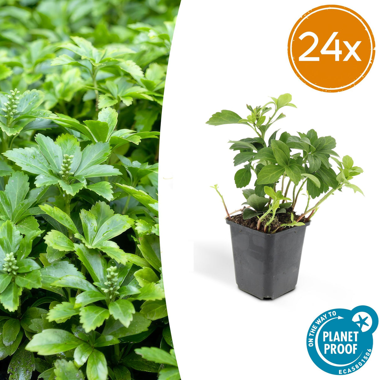 24x Pachysandra term. 'Green Carpet' - ↕10-25cm - Ø9cm