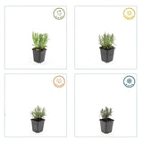 48x Lavandula ang. 'Munstead' - ↕10-25cm - Ø9cm