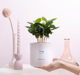 Coffea Arabica Gift "To Hug" WITH GREETING CARD! - Ø12cm - ↕20cm