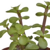 Vetplanten mix 5.5 cm - 5x - in witte pot
