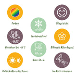 Borderpakket - Bodembedekkend - 8 Vaste planten - 1 m2 - Diversen kleuren - Weinig Onderhoud - Pot 11cm