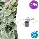 48x Efeu 'Glacier' - ↕10-25cm - Ø9cm
