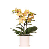 Kolibri Orchids | Gele Phalaenopsis Orchidee - Blossom Lima in Melody Sierpot - Ø9 cm