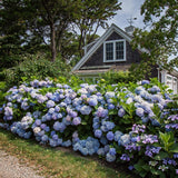 Green boutiQ - Tuinplant - Hydrangea Endles Summer The Orginal Blue - Hortensia - Winterhard - Blauw - 2 Planten - Pot 14cm - Hoogte 20-25cm